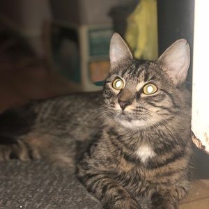 Meet your Posher, Fatima